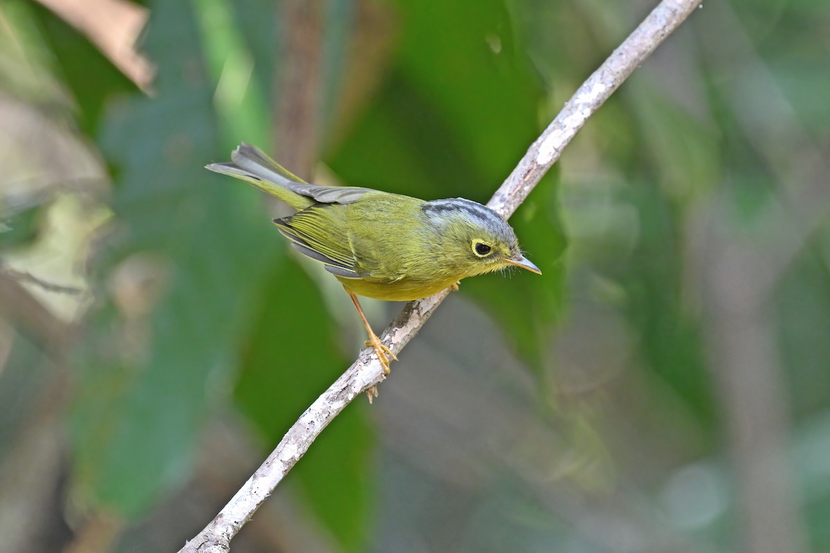Bianchi's Warbler - ML637048557