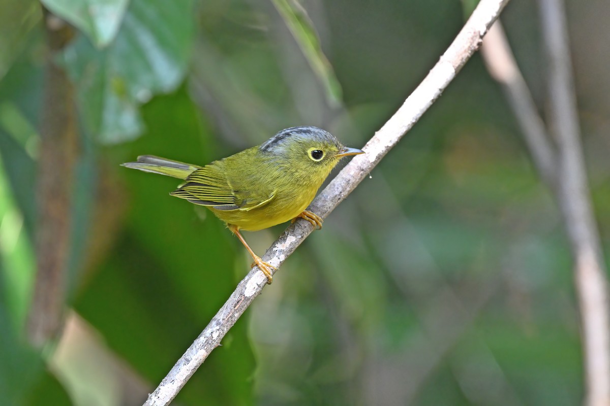 Bianchi's Warbler - ML637048558