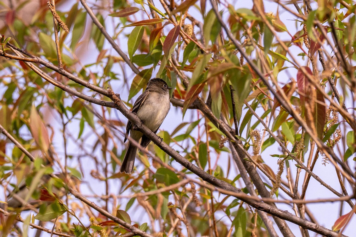 tyranovec malinký - ML637048559