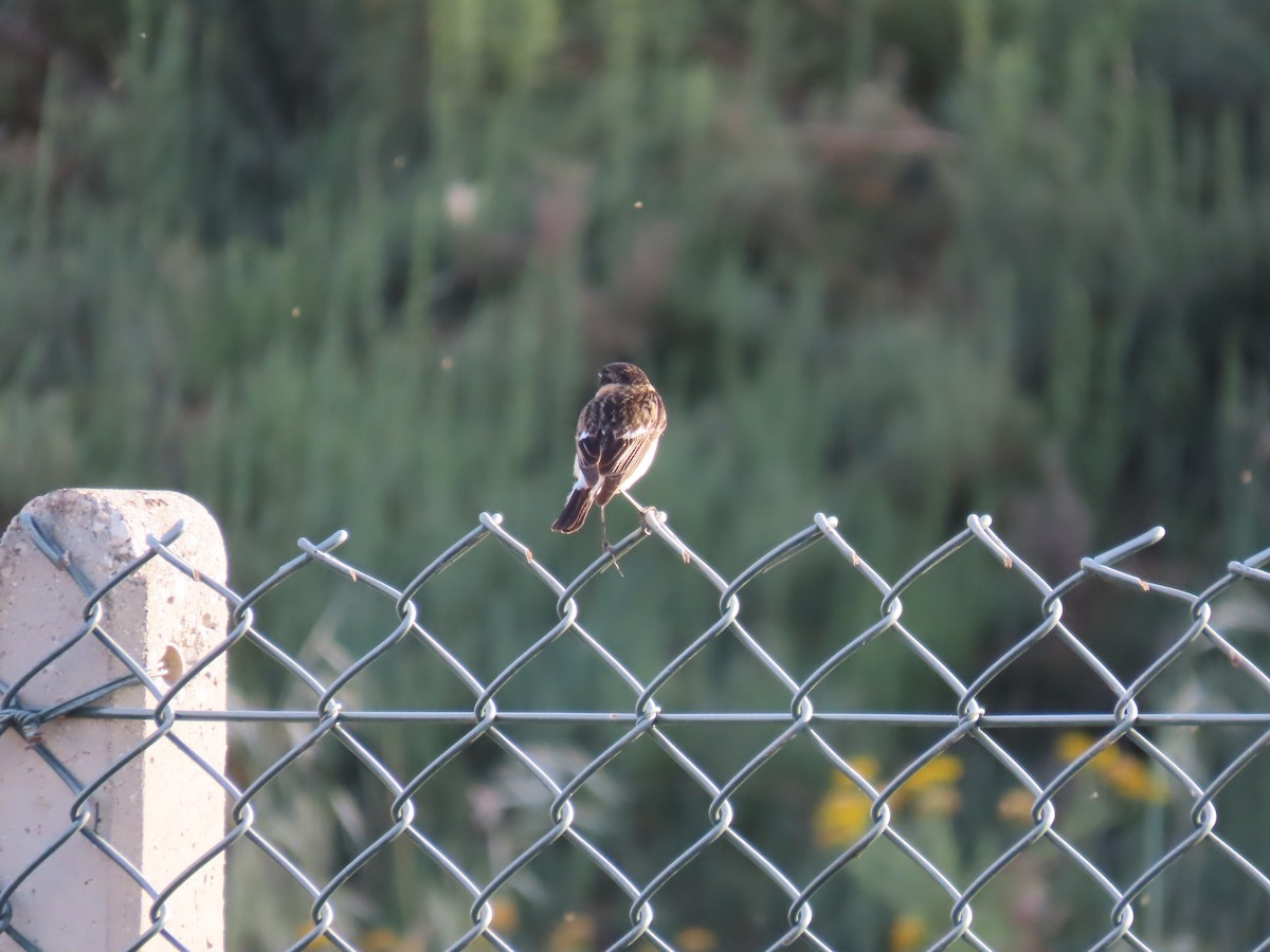 Siberian Stonechat (Caspian) - ML637048568