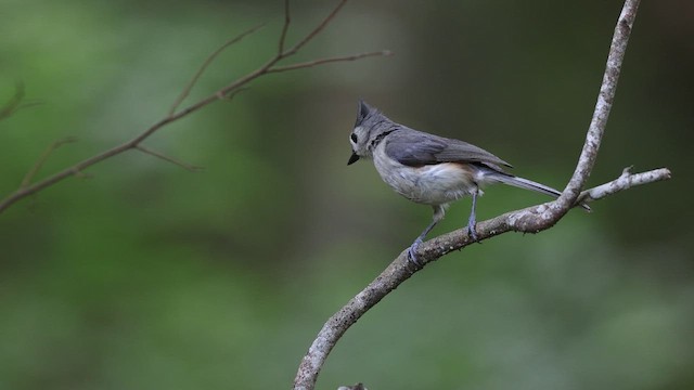 Tufted Titmouse - ML637048574