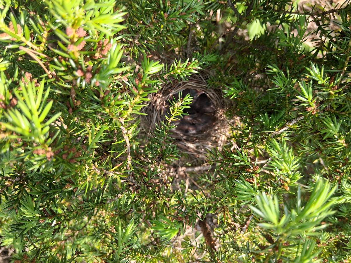 Chipping Sparrow - ML637048575