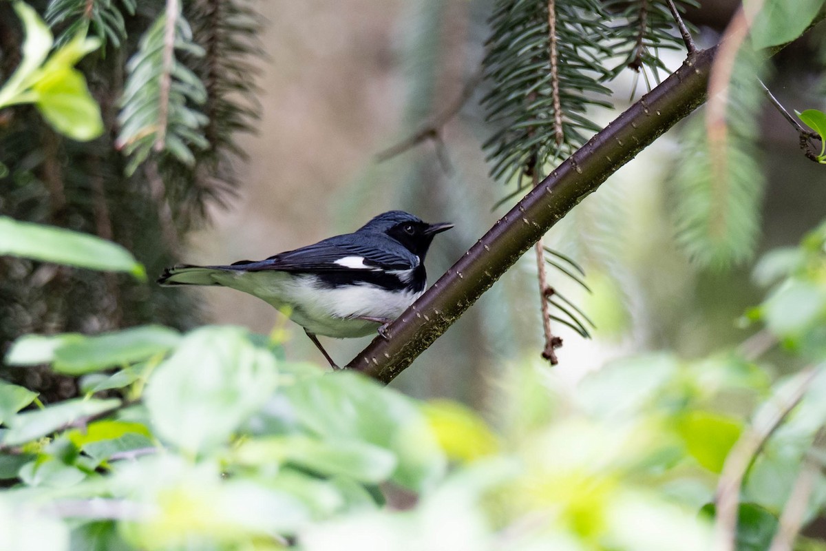 Black-throated Blue Warbler - ML637048578