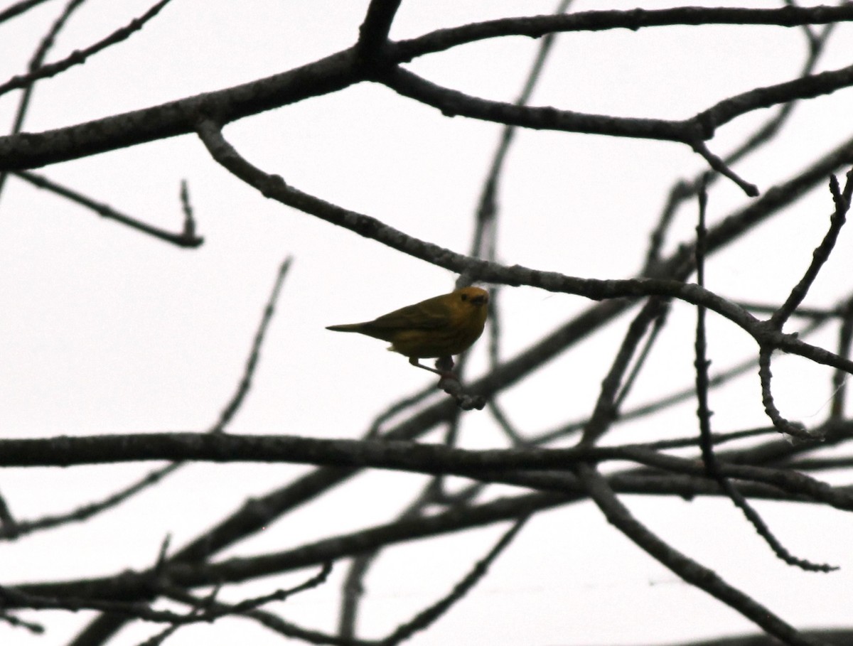 Yellow Warbler - ML637048580