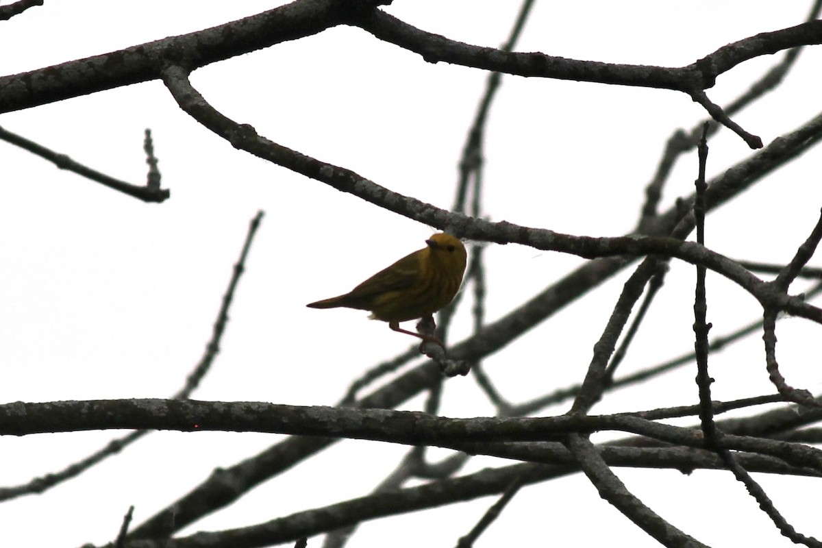 Yellow Warbler - ML637048581