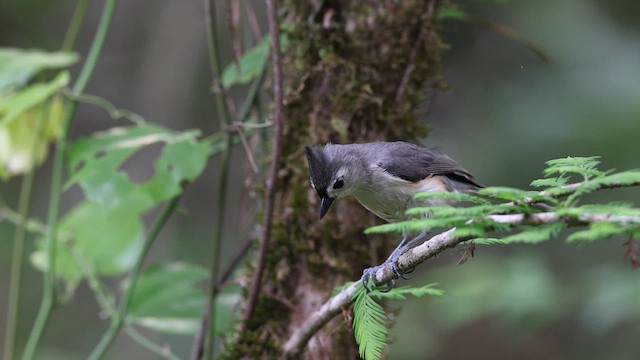 Tufted Titmouse - ML637048582