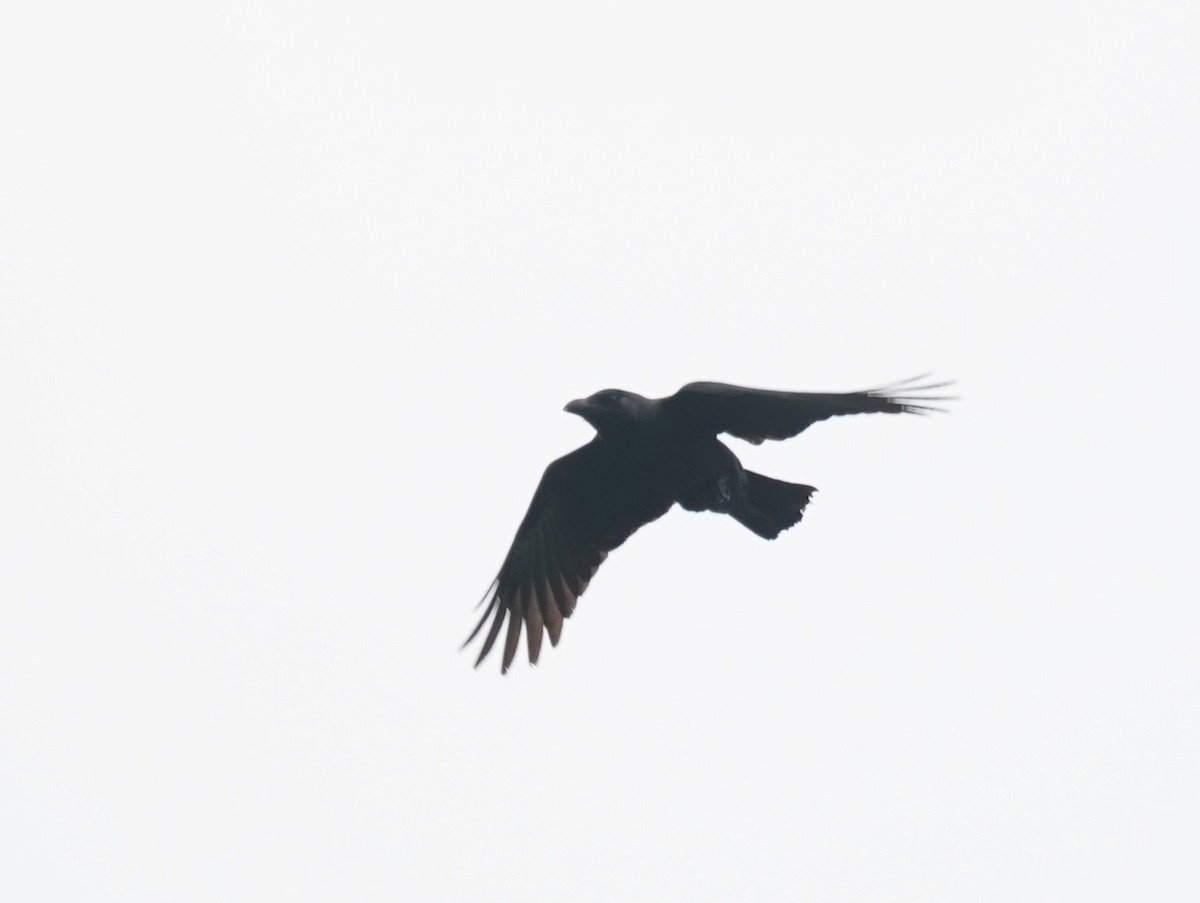 House Crow - ML637048590