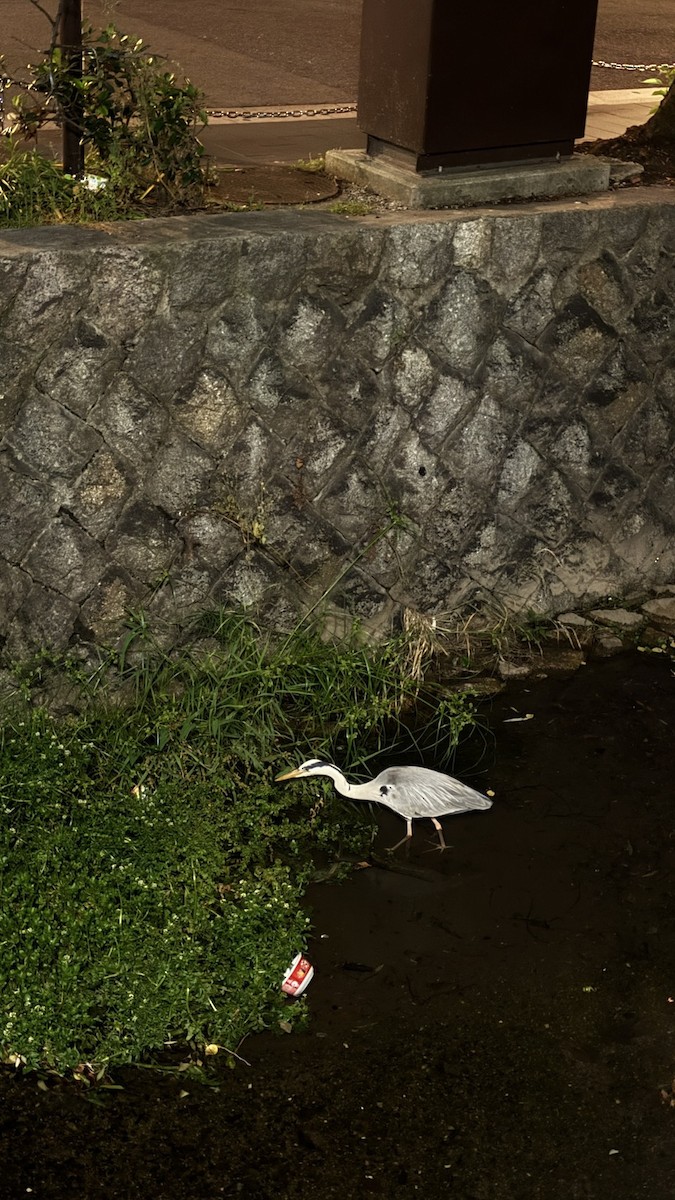 Gray Heron - ML637048591
