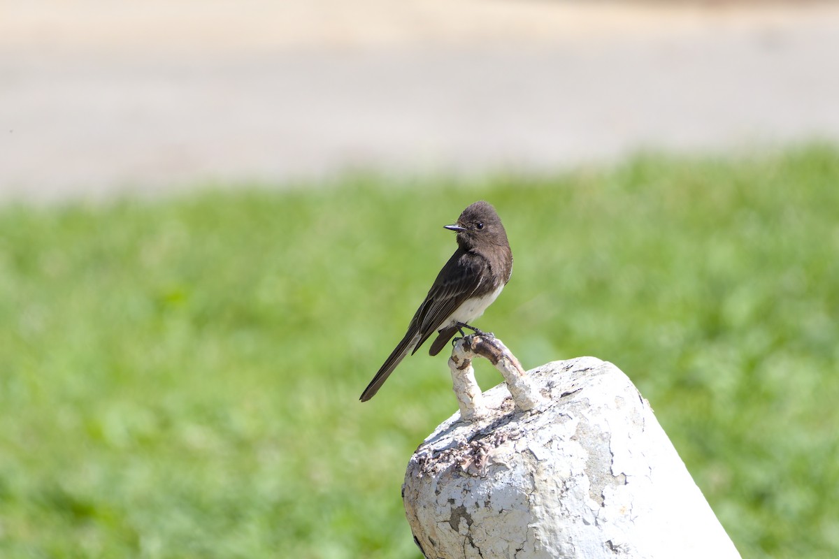 Black Phoebe - ML637048593