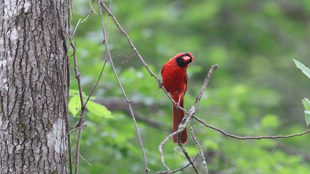 Northern Cardinal - ML637048594
