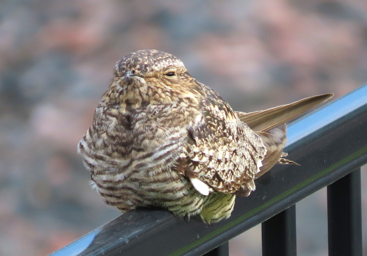 Common Nighthawk - ML637048595