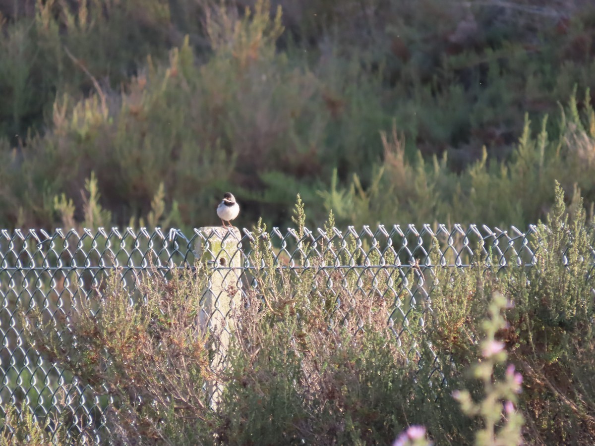 Rüppell's Warbler - ML637048596