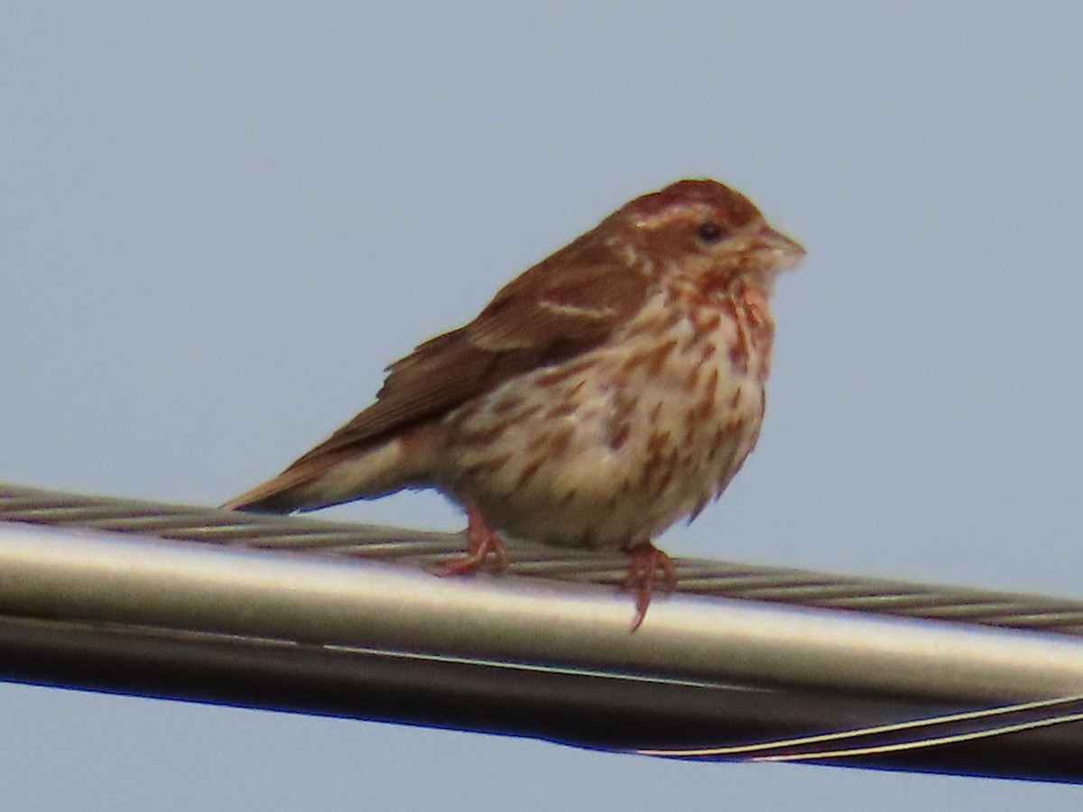 Purple Finch - ML637048597