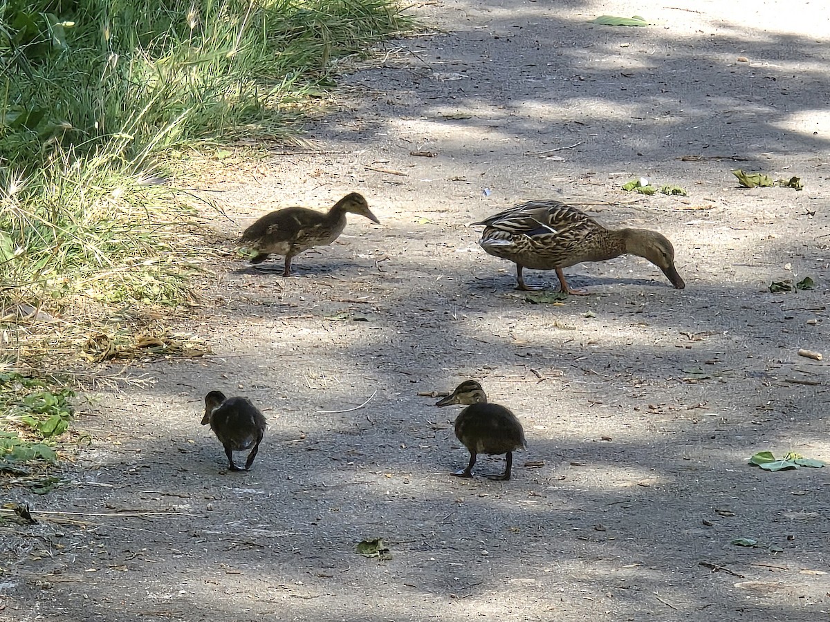 Mallard - ML637048598