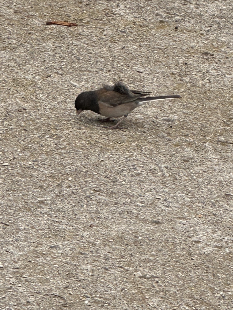 Dark-eyed Junco - ML637048599