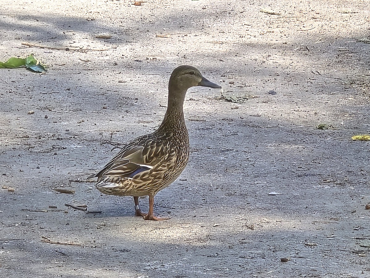 Mallard - ML637048603