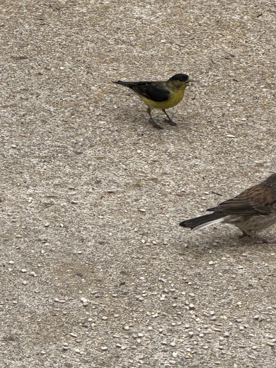 Lesser Goldfinch - ML637048605
