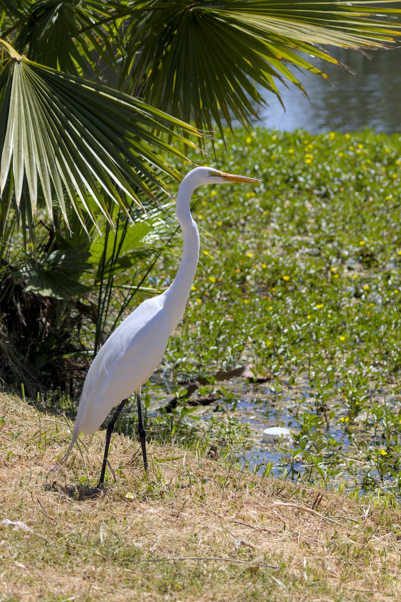 Great Egret - ML637048606
