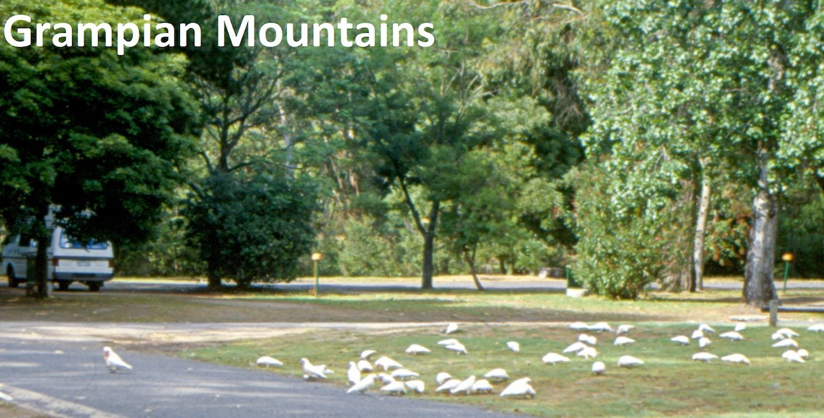 Long-billed Corella - ML637048608