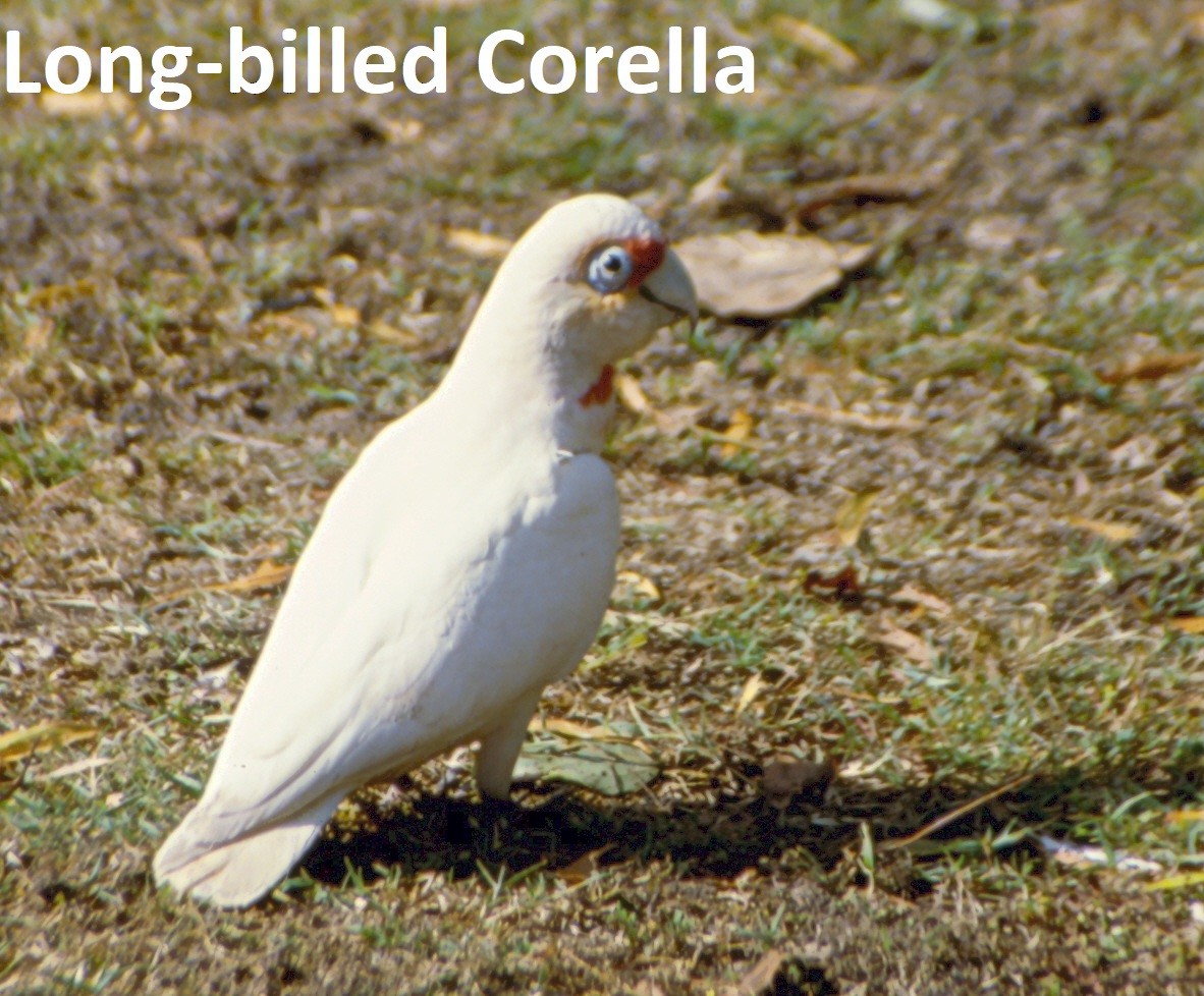 Long-billed Corella - ML637048609