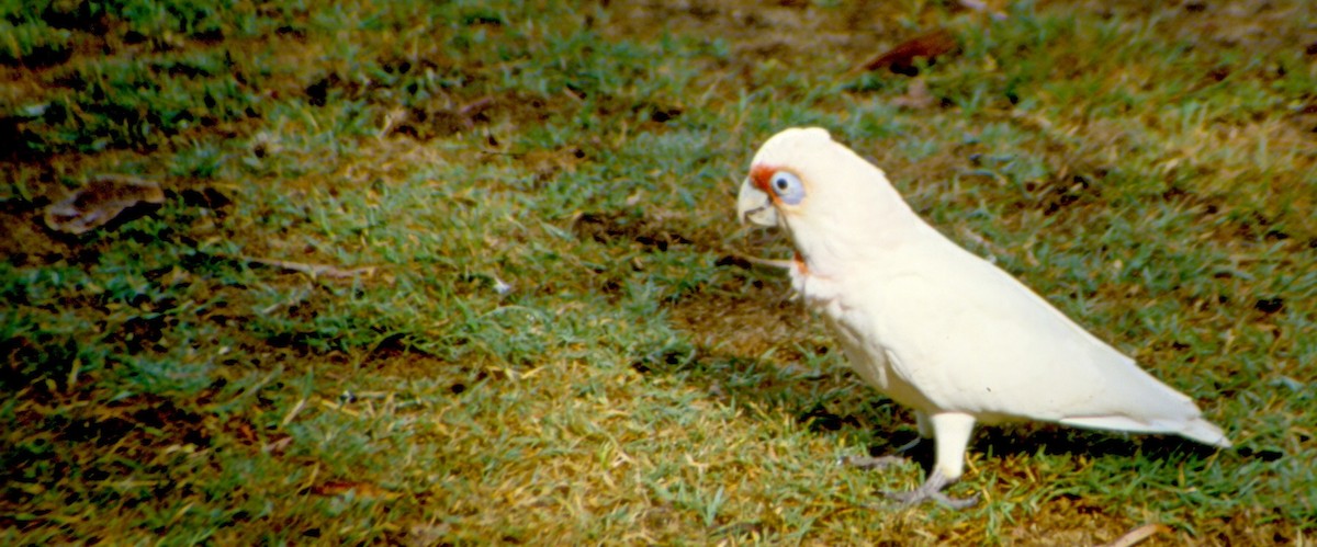 Long-billed Corella - ML637048610