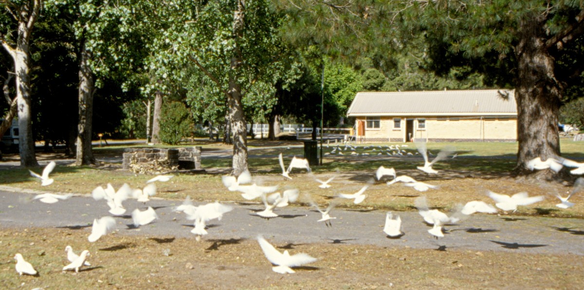 Long-billed Corella - ML637048611