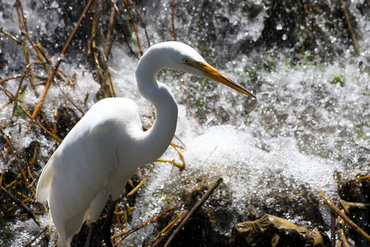 Great Egret - ML637048612