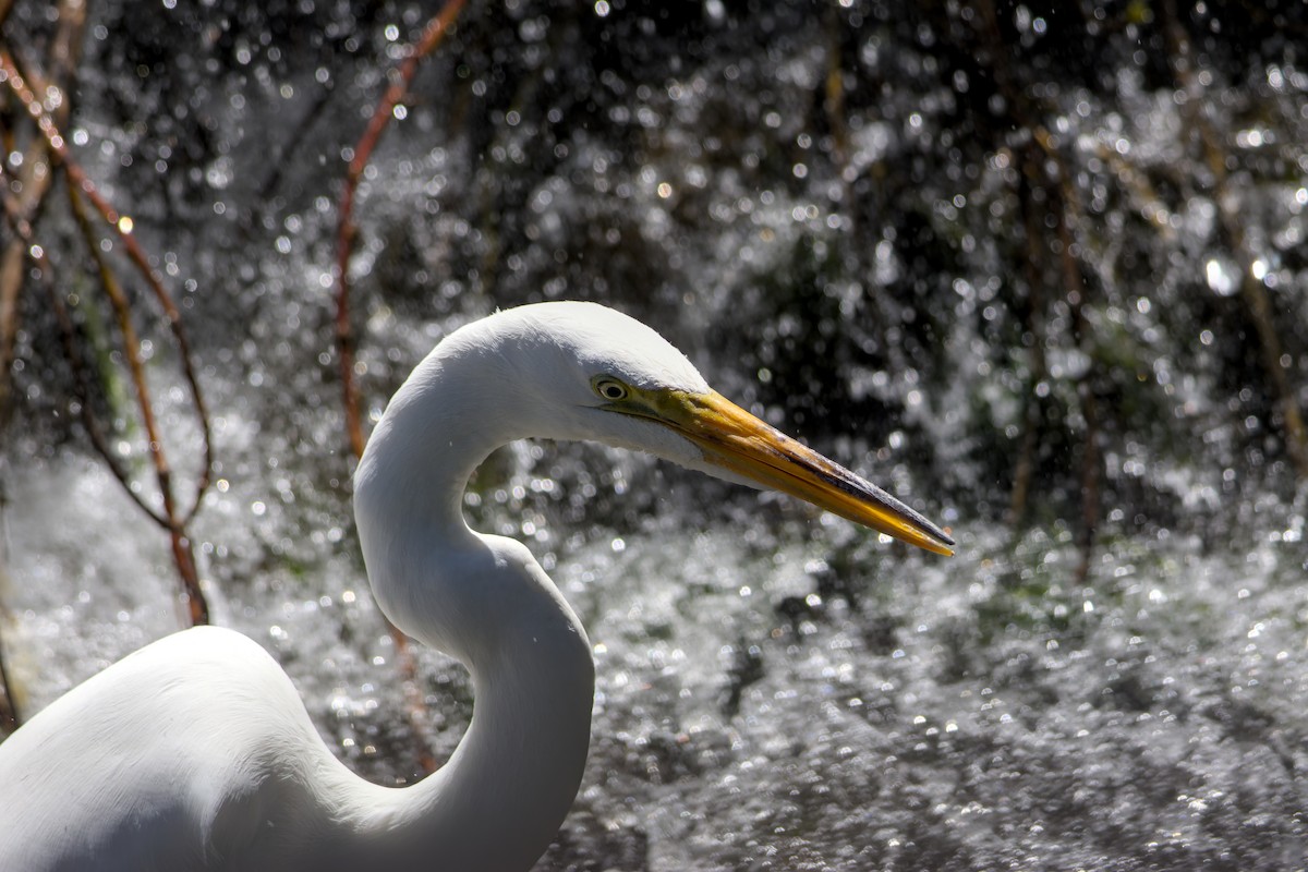 Great Egret - ML637048613