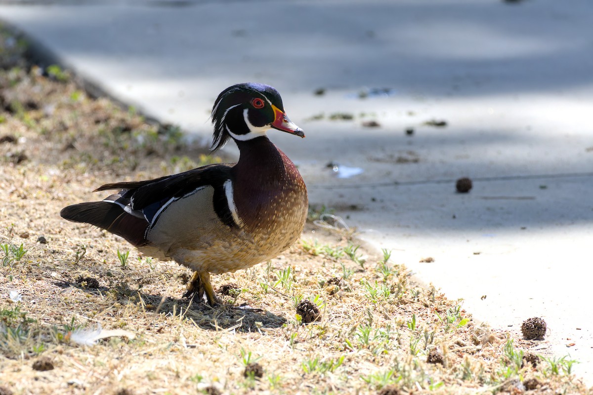 Wood Duck - ML637048615