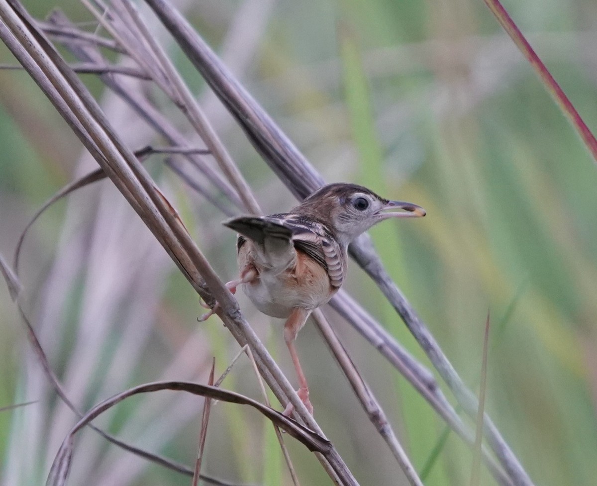 Zitting Cisticola - ML637048616
