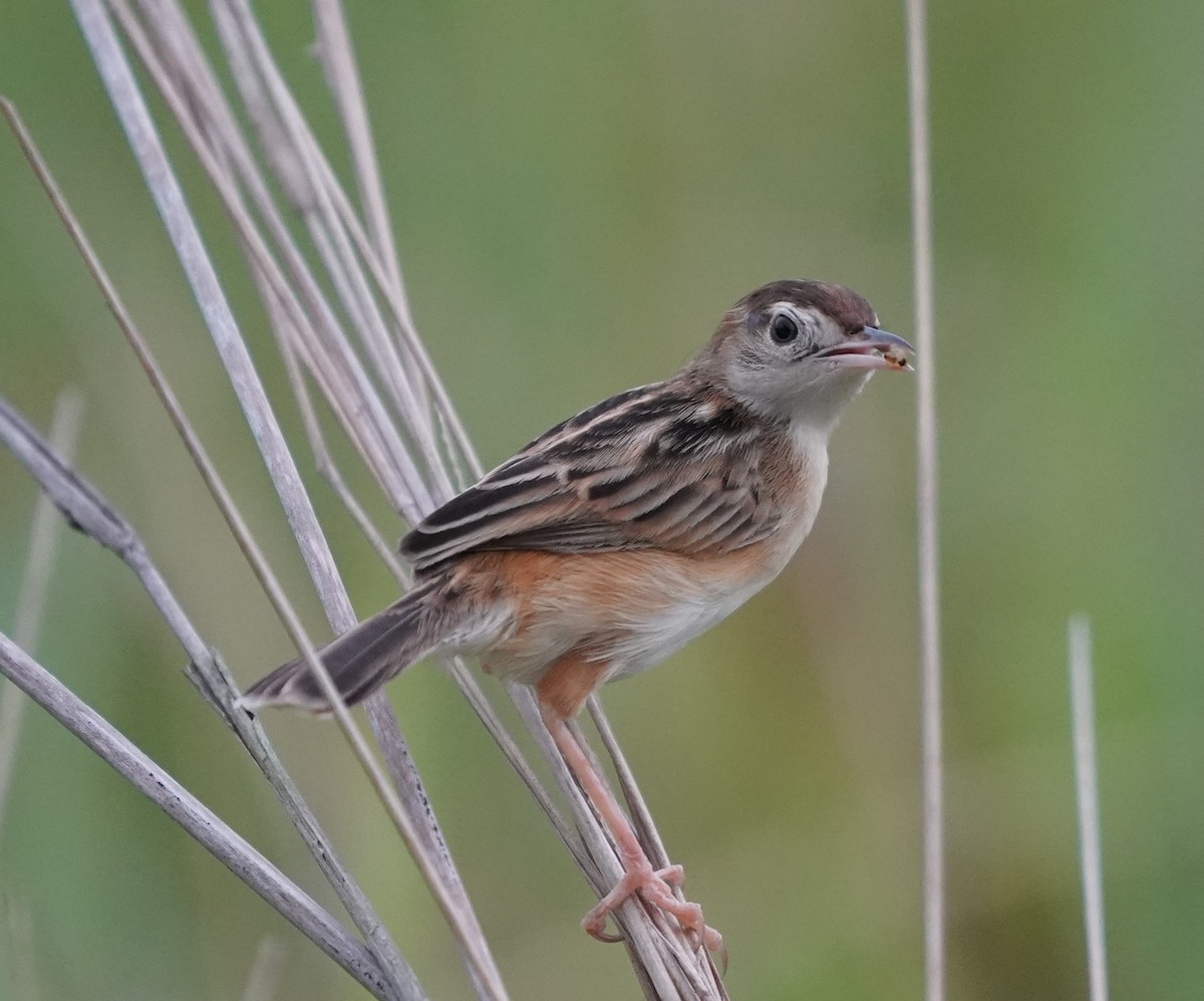Zitting Cisticola - ML637048617