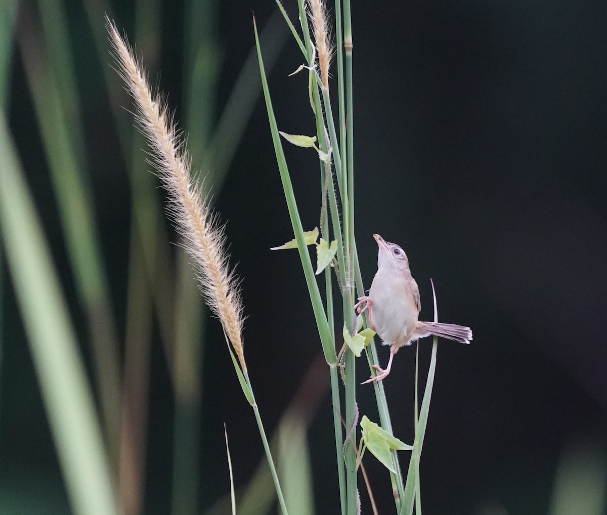 Zitting Cisticola - ML637048618