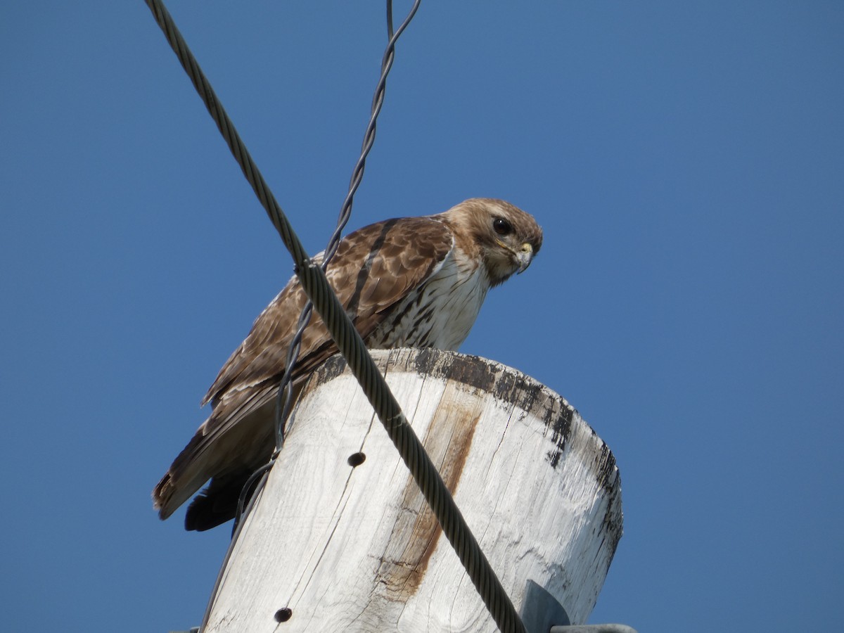 Red-tailed Hawk - ML637048619