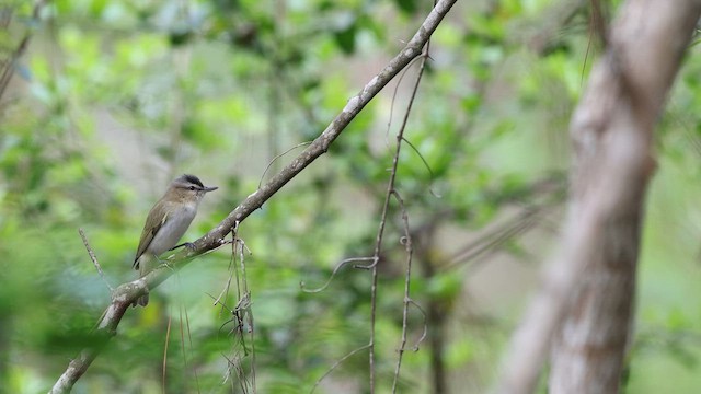 Red-eyed Vireo - ML637048620