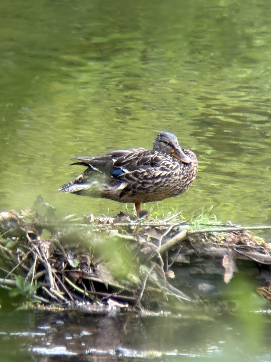 Mallard - ML637048621