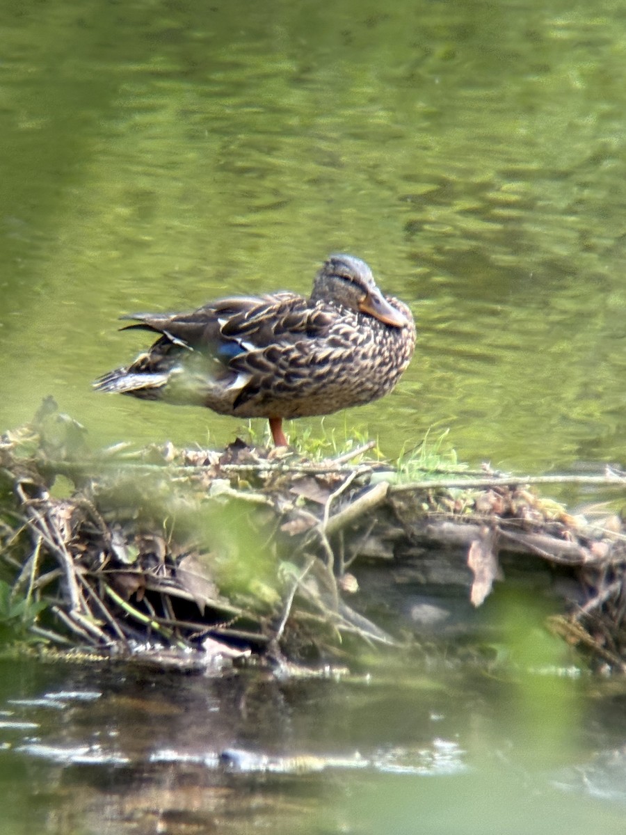 Mallard - ML637048622