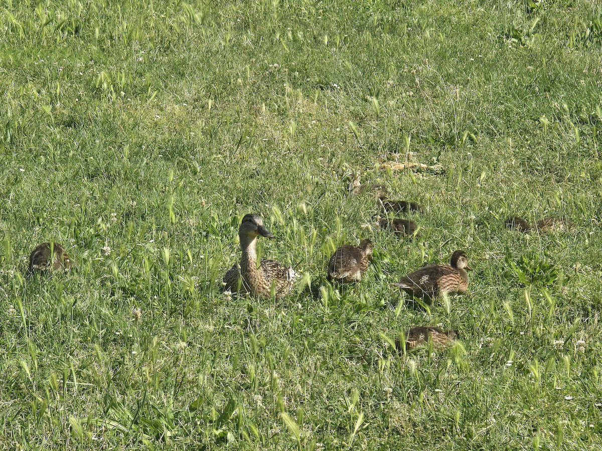 Mallard - ML637048623