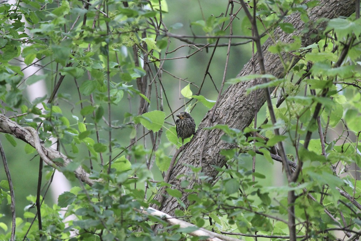 Red-winged Blackbird - ML637048633