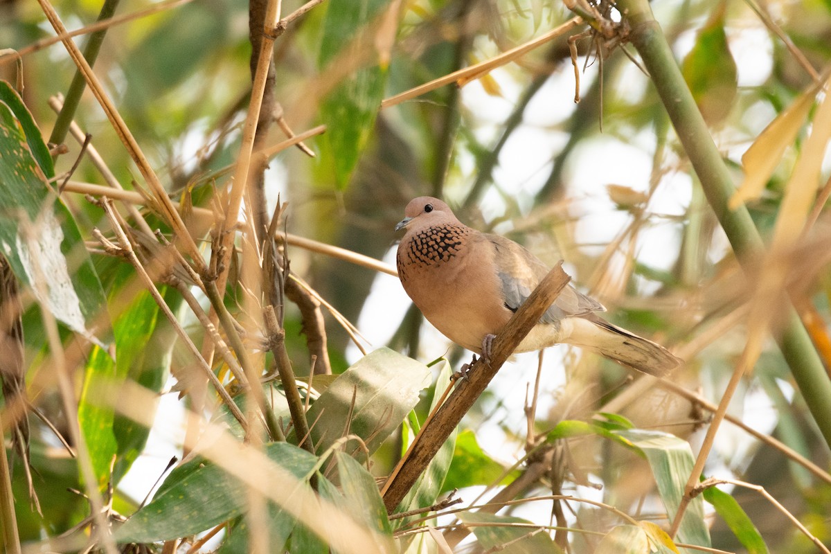 Laughing Dove - ML637048637
