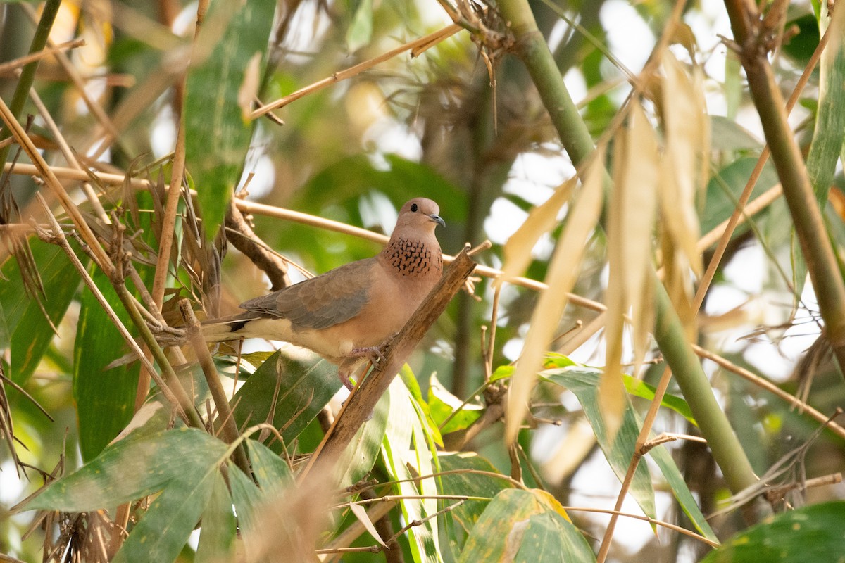 Laughing Dove - ML637048638