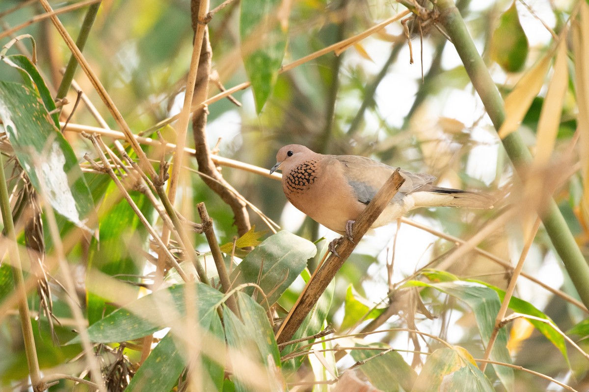 Laughing Dove - ML637048639