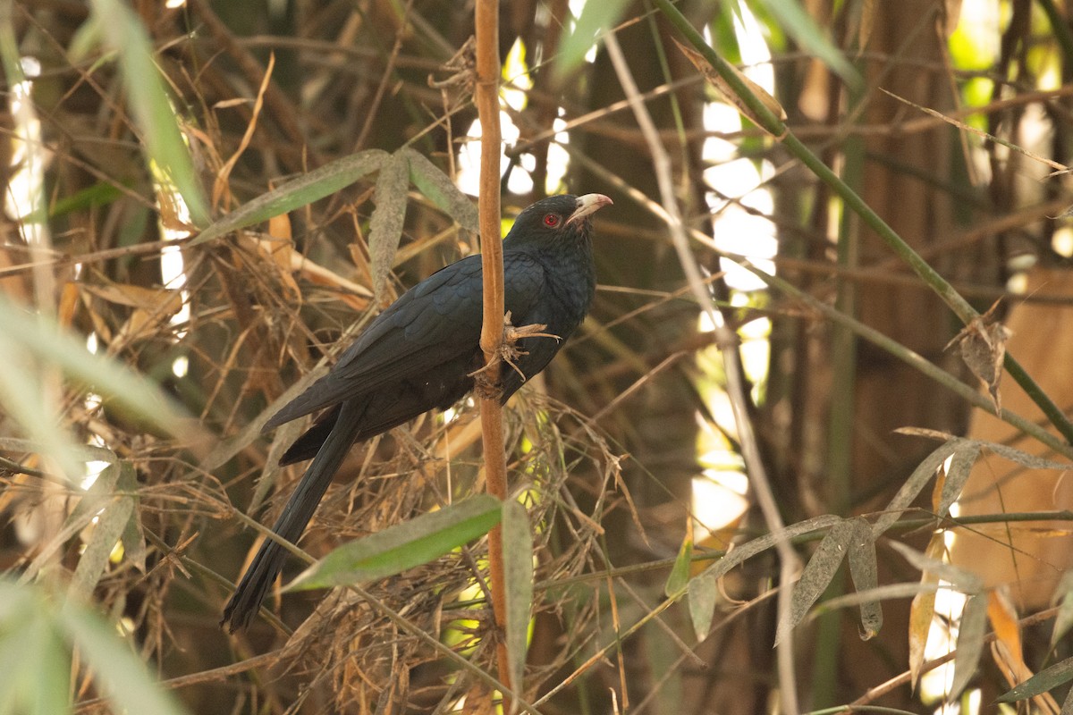Asian Koel - ML637048648