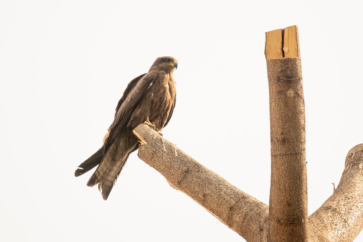 Black Kite - ML637048654