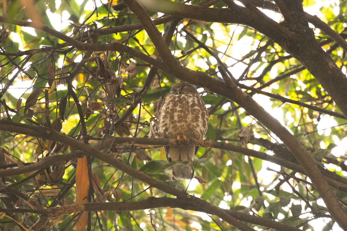 Brown Boobook - ML637048672