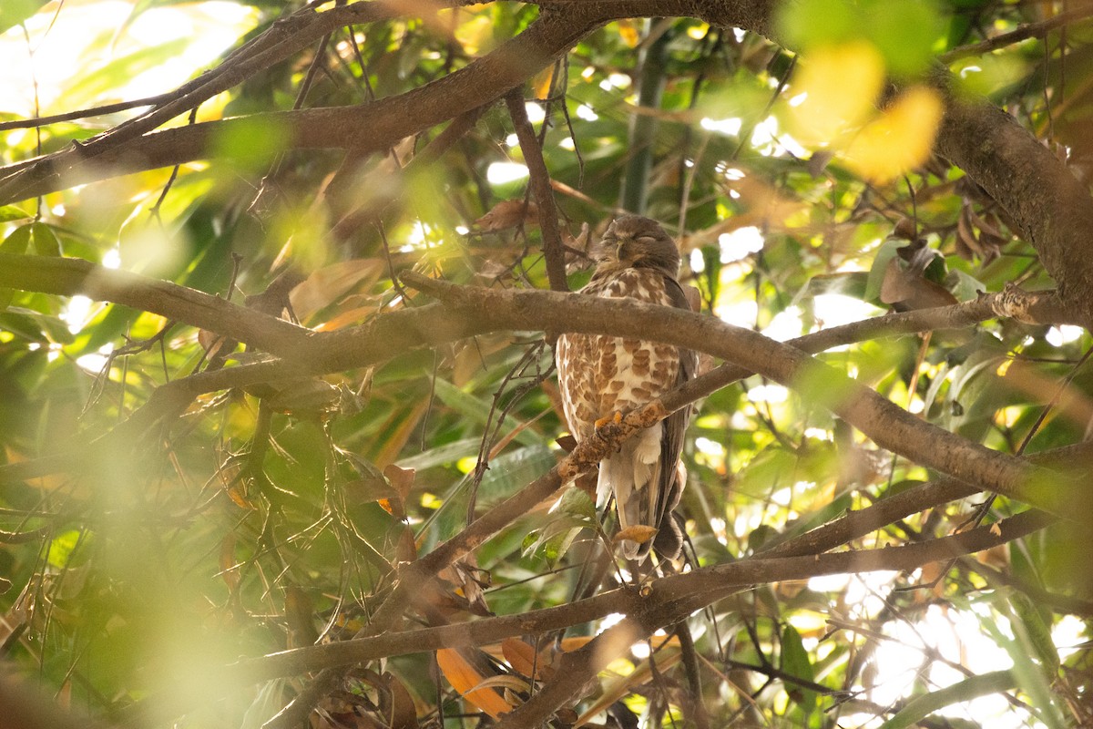 Brown Boobook - ML637048673