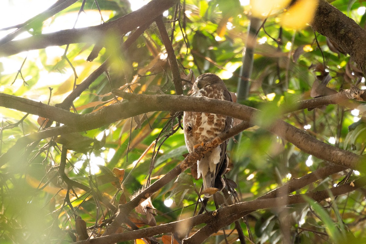 Brown Boobook - ML637048674