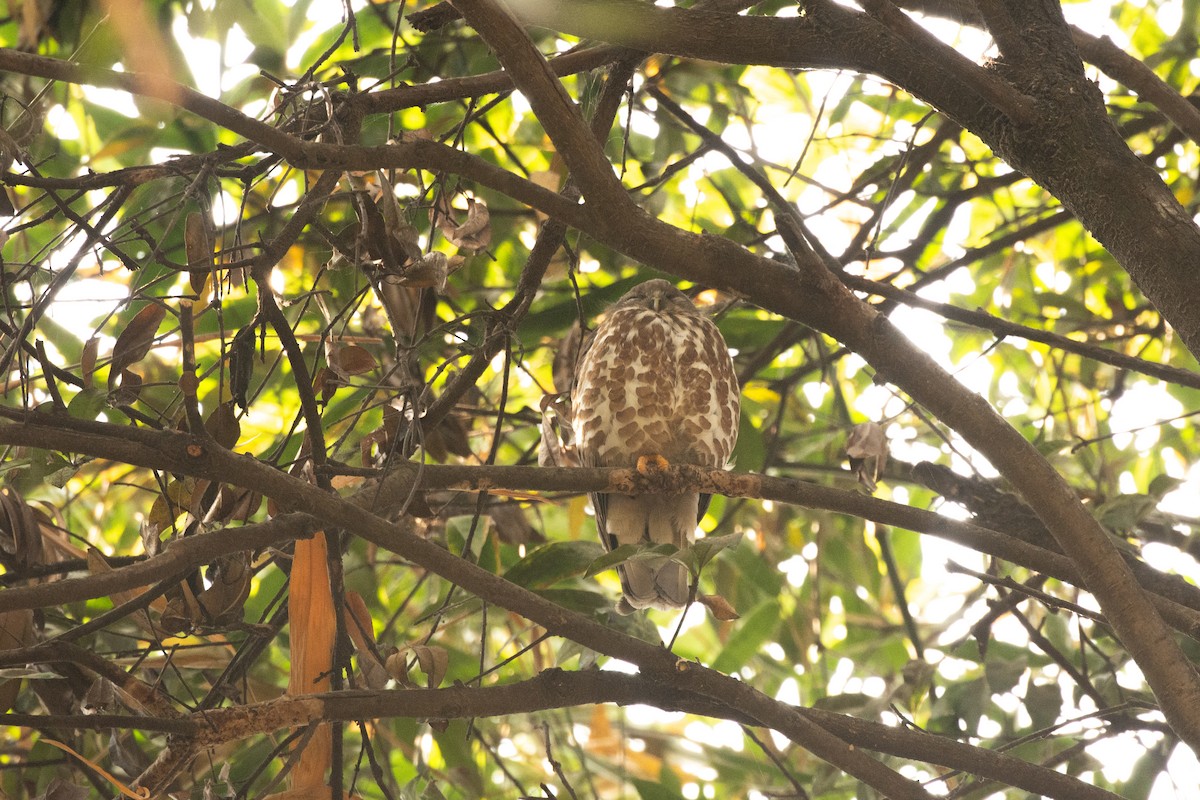 Brown Boobook - ML637048675