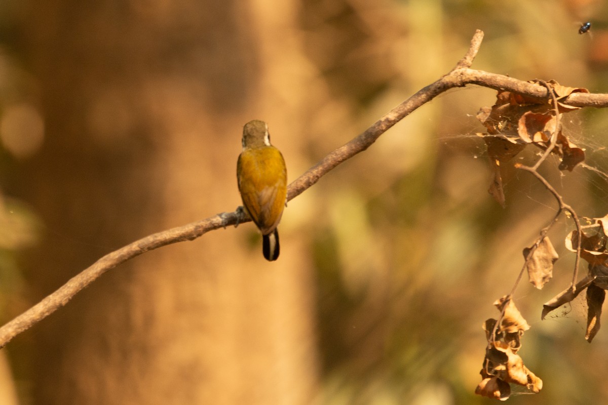 Speckled Piculet - ML637048685