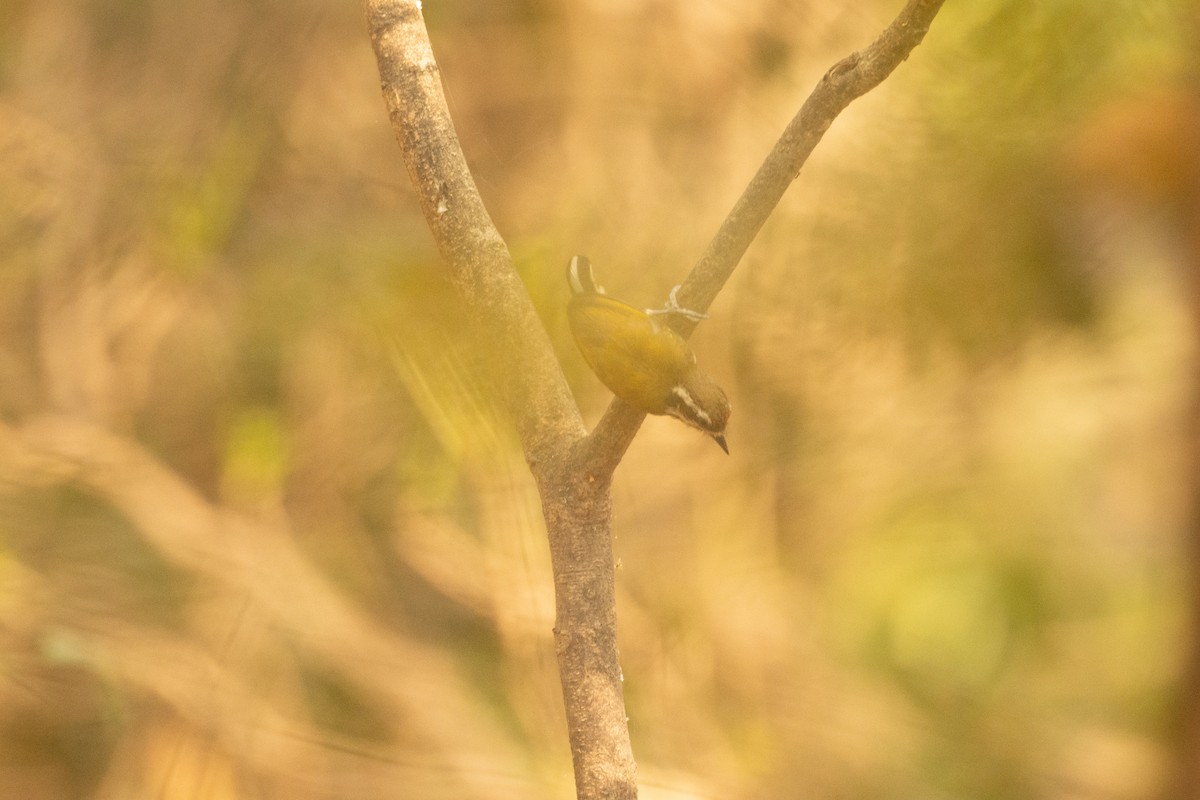 Speckled Piculet - ML637048686