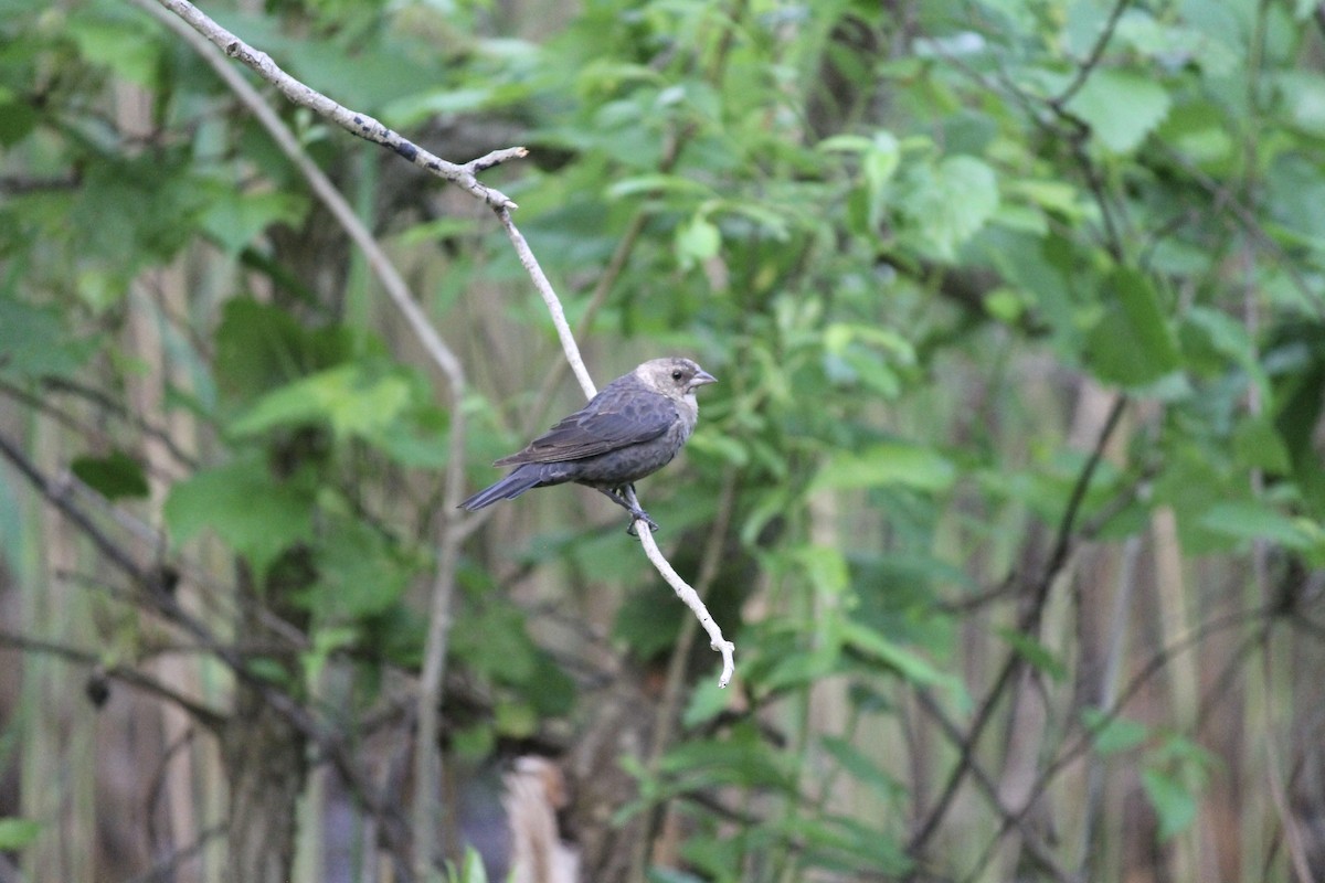 Brown-headed Cowbird - ML637048701
